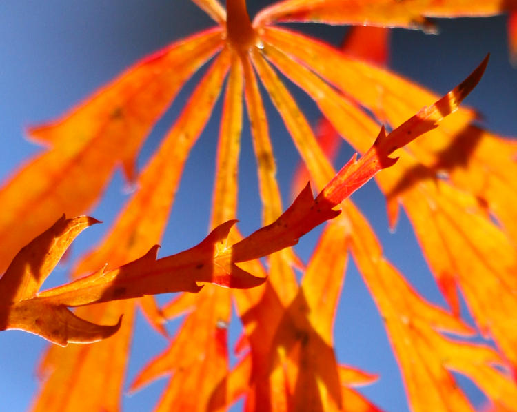 backlit overlapping Japanese maple leaves