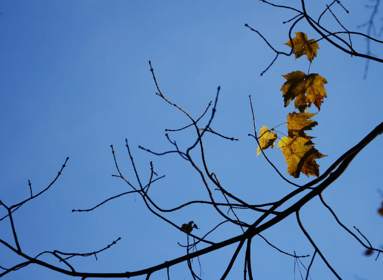 unidnetified probable maple leaves barely hanging on