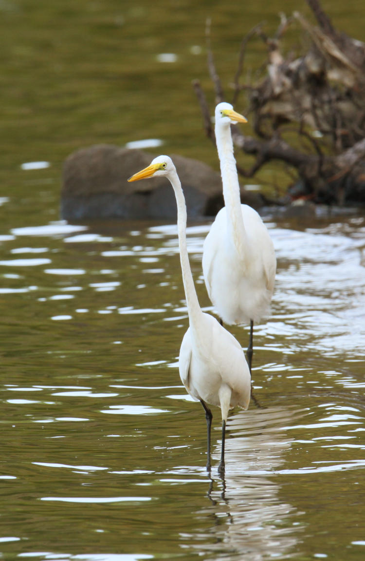 pair of great egrets Ardea alba showing distinctly different physiques