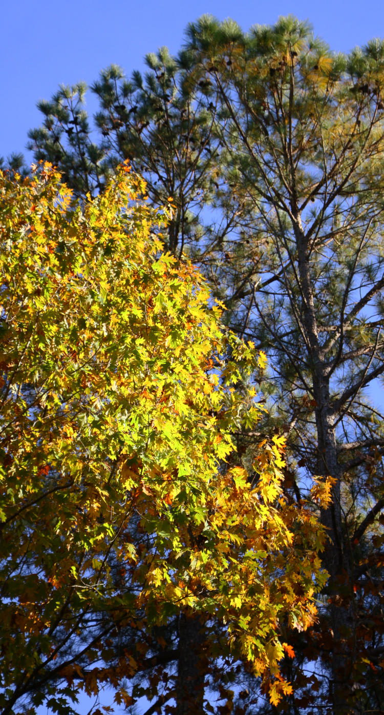 unidentified oak species in autumn in front of damnable longneedle pine
