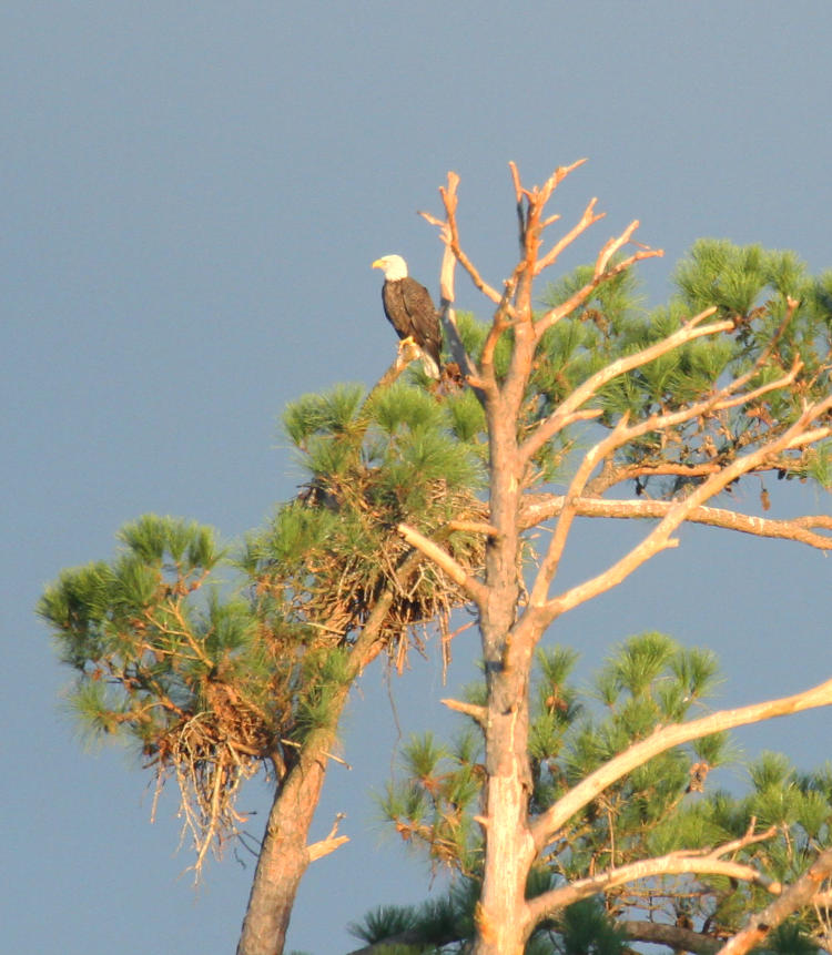 adult bald eagle Haliaeetus leucocephalus in treetop not near dead tree