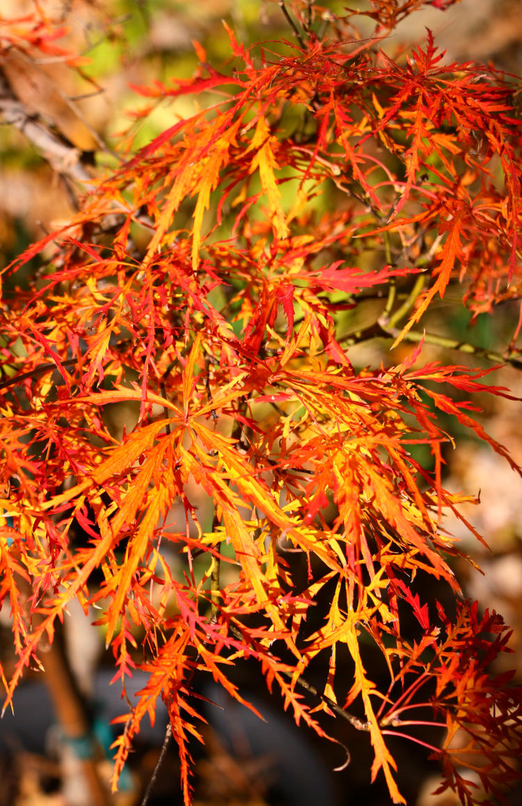 same Japanese maple having undergone rapid change