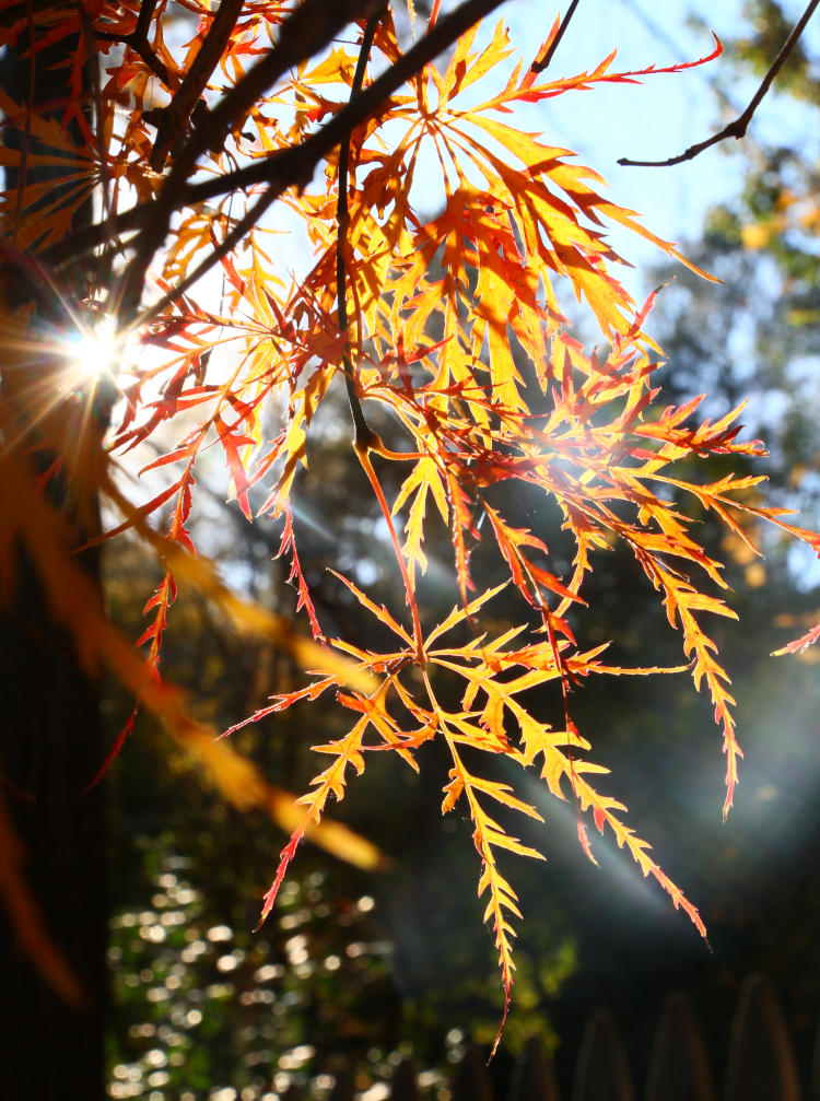 autumn colored Japanese maple with sunburst in background