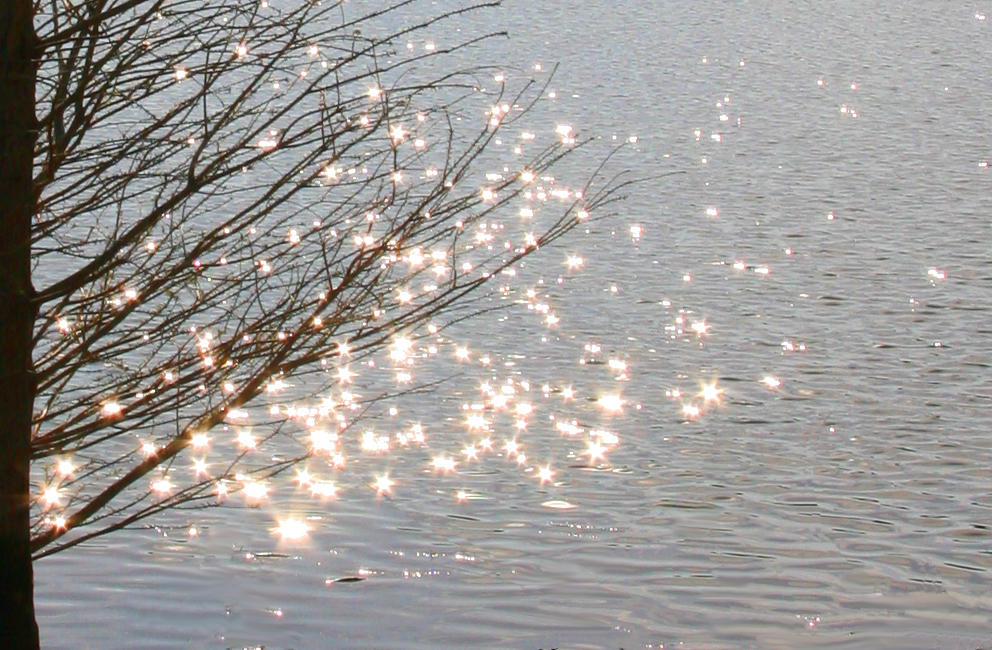 glitter trail starbursts behind bare tree branches