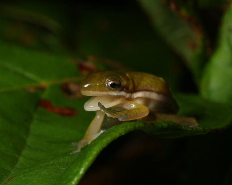 juvenile green treefrog Hyla cinerea Gefjun suggesting you talk to the hand