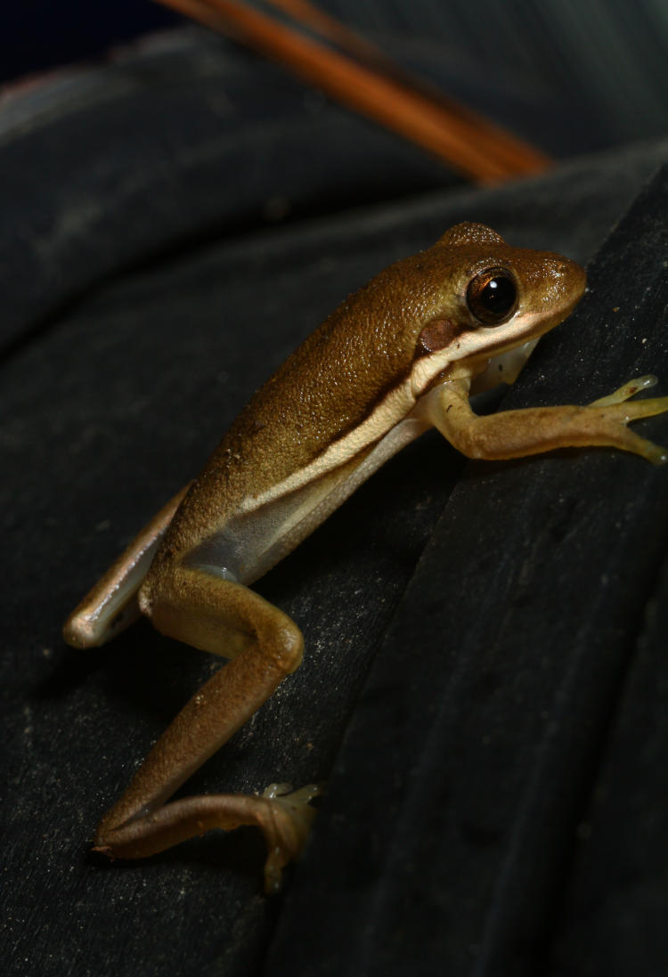 juvenile green treefrog Hyla cinerea on side of planter