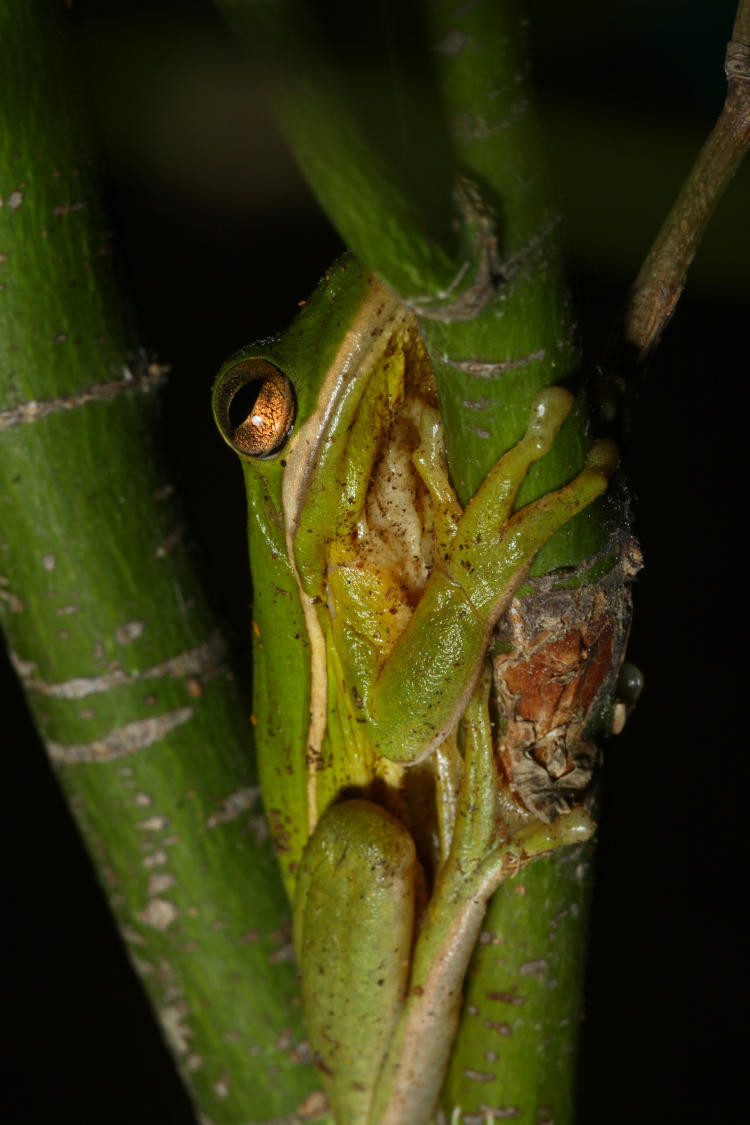 adult green treefrog Hyla cinerea clasping Japanese maple trunk