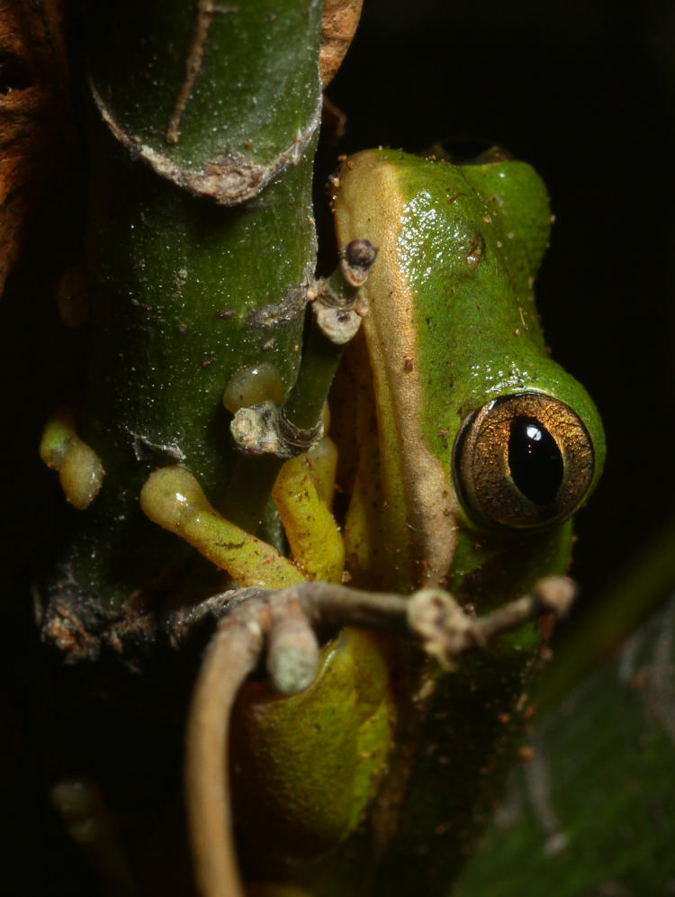 adult green treefrog Hyla cinerea showing reflections in eyes