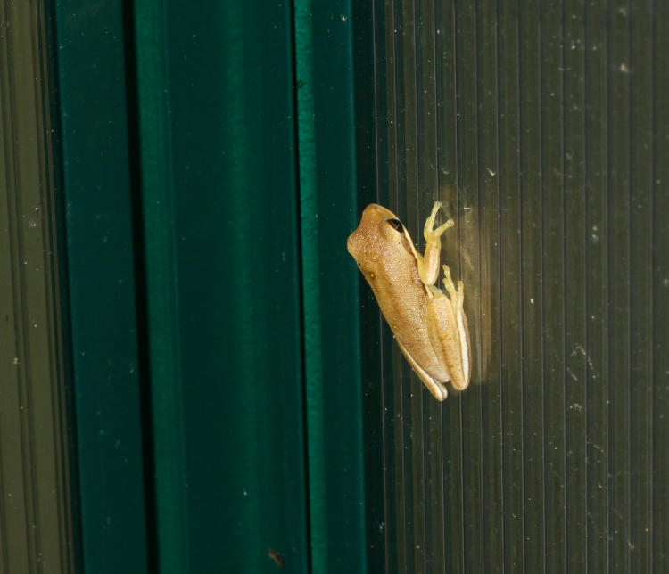 juvenile green treefrog Hyla cinerea on the 'glass' of the greenhouse