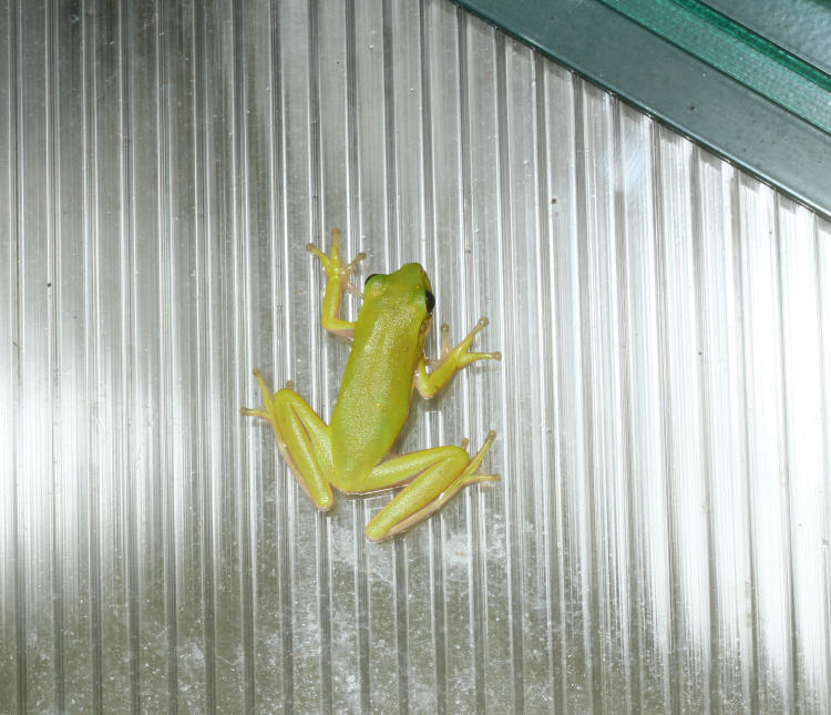 juvenile green treefrog Hyla cinerea on 'glass' of greenhouse