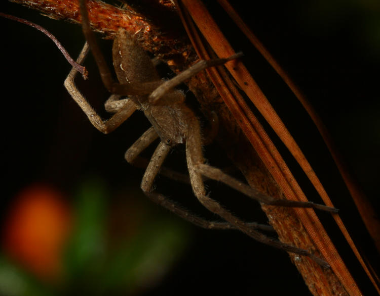 unidentified spider on azalea bush