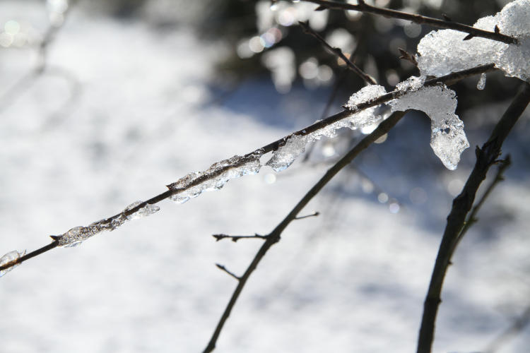 ice frozen to branch, Canon 7D