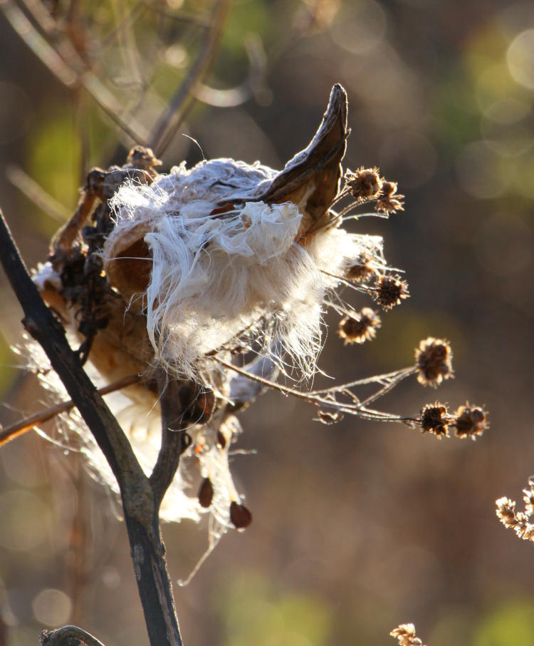 dried seed pod, possibly milkweed, still retaining fluffy seeds