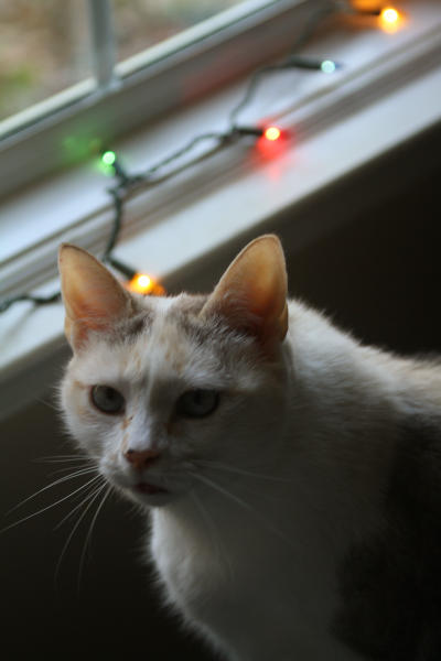 Kaylee in the window with the lights