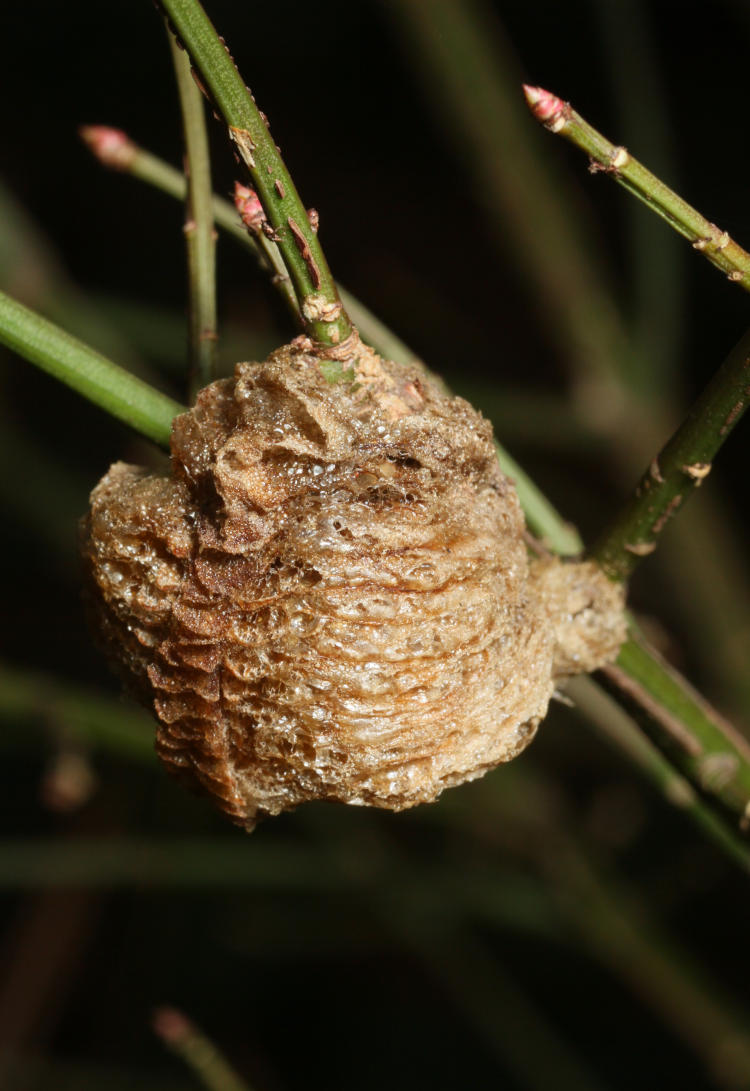 egg case ootheca of Chinese mantis Tenodera sinensis