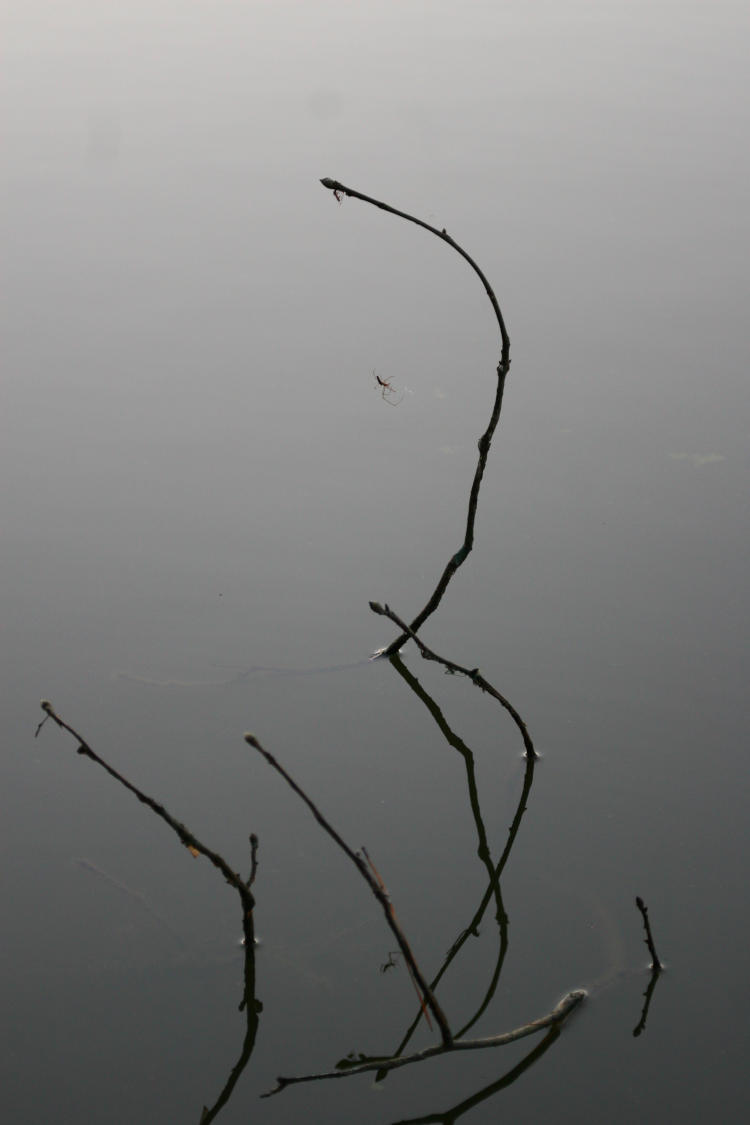 dead twigs poking from water with reflection and long-jawed orb weavers Tetragnatha
