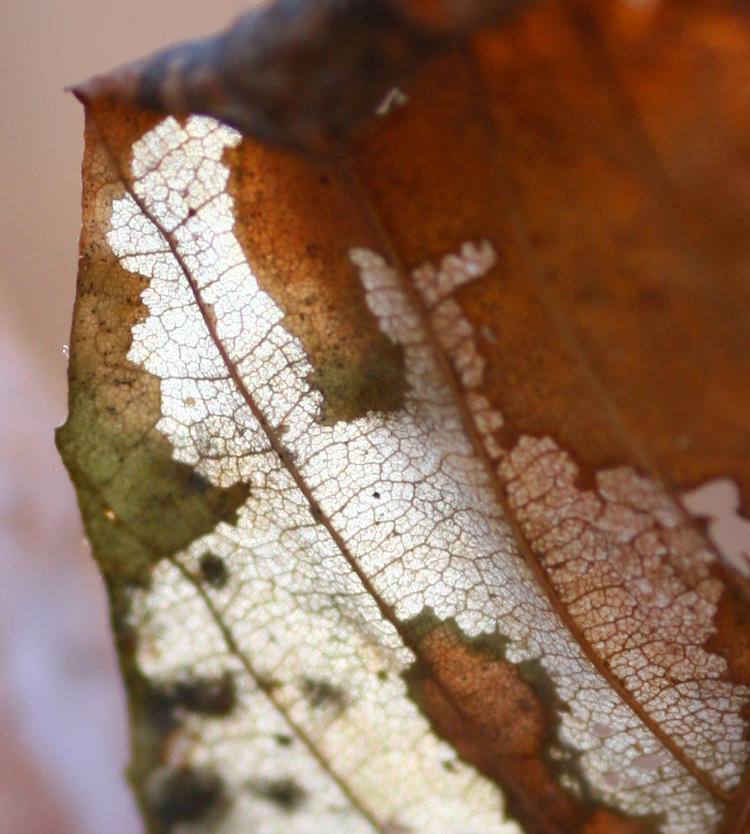 very tight crop of dead leaf veins