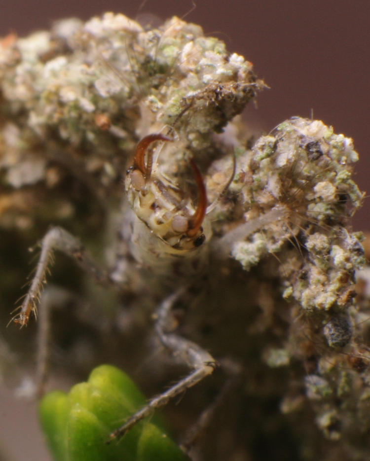 larva of green lacewing Chrysopidae showing underside and camouflage