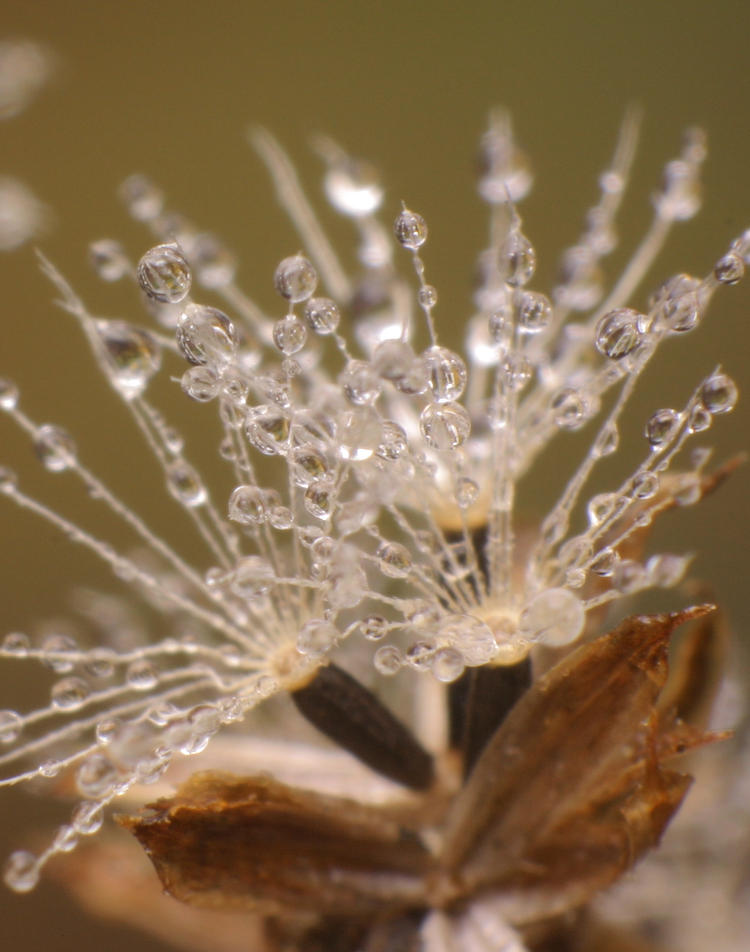 dew on sails for small unidentified seeds