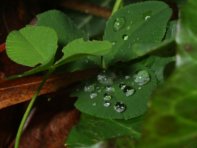 water drops from long past rain on unidentified plants