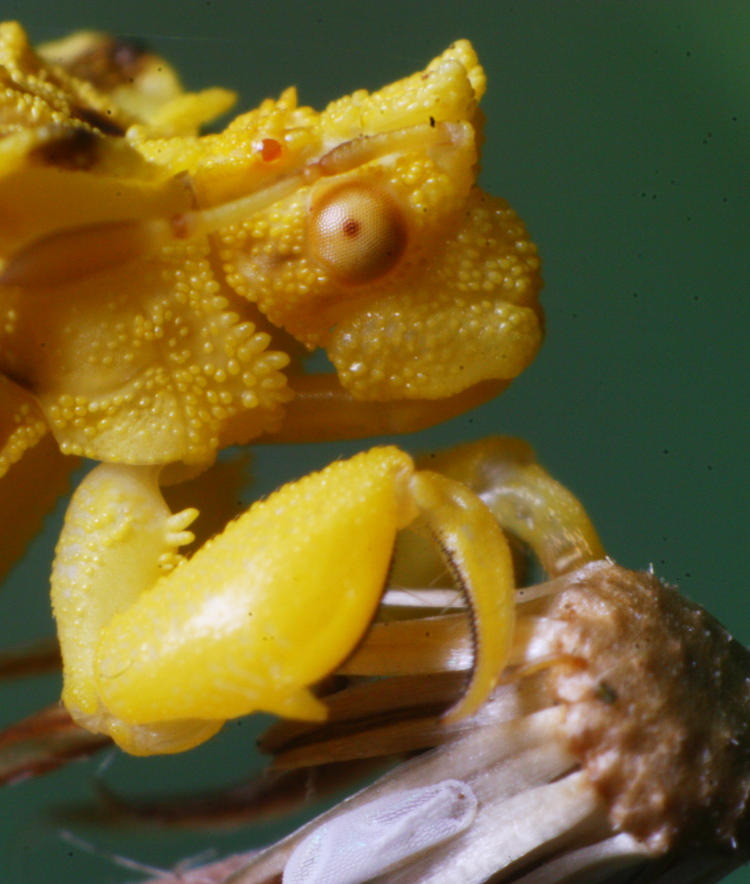 yellow jagged ambush bug