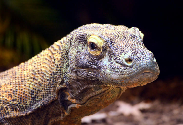 portrait of Komodo dragon monitor Varanus komodoensis