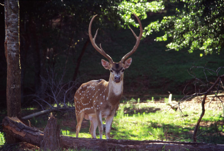 unidentified exotic deer from unremembered safari park, probably 1998 or so