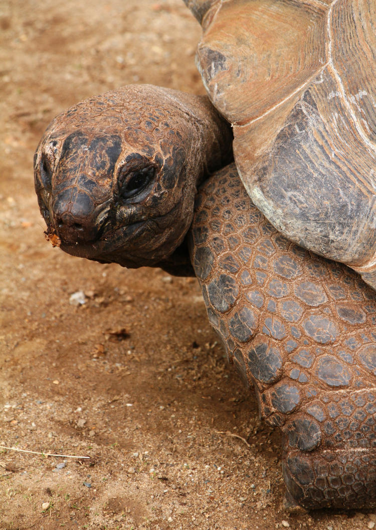 profile of Aldabra giant tortoise Geochelone gigantea at Greensboro Science Center