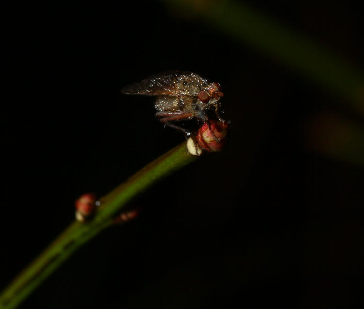 unidentified wet fly on bud