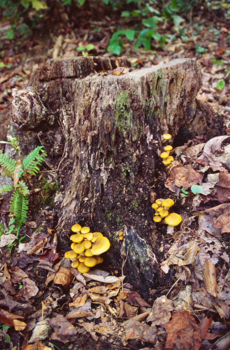 bright yellow fungus on well-worn stump