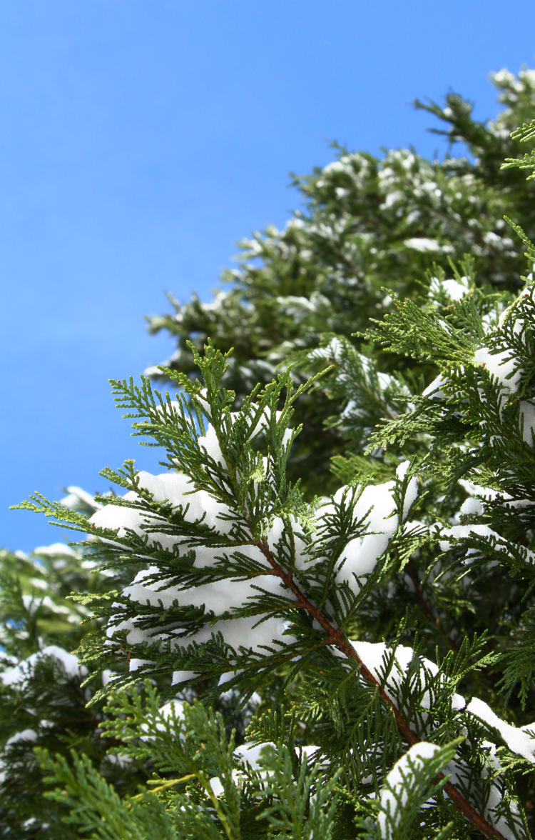 cedar branches with snow load