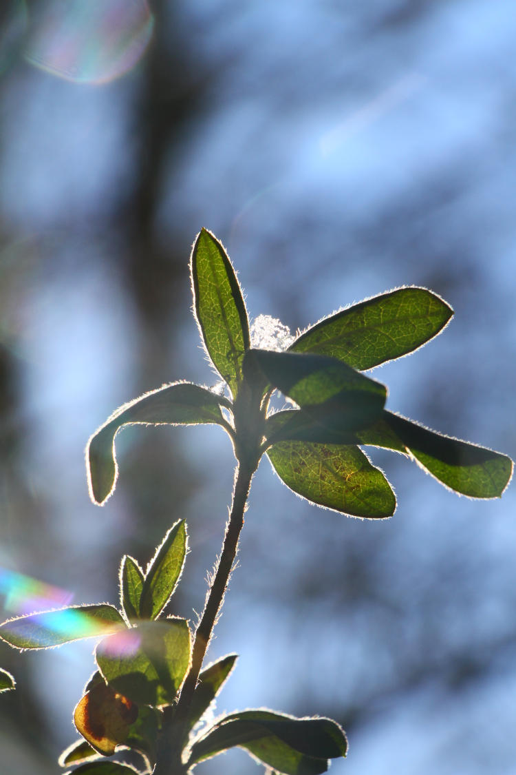 tiny backlit snow cap atop end of azalea branch