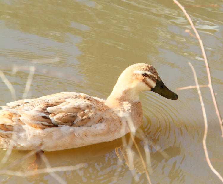 buff-colored female mallard Anas platyrhynchos cruising in open water section