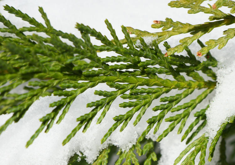 closeup of cedar branch against snow