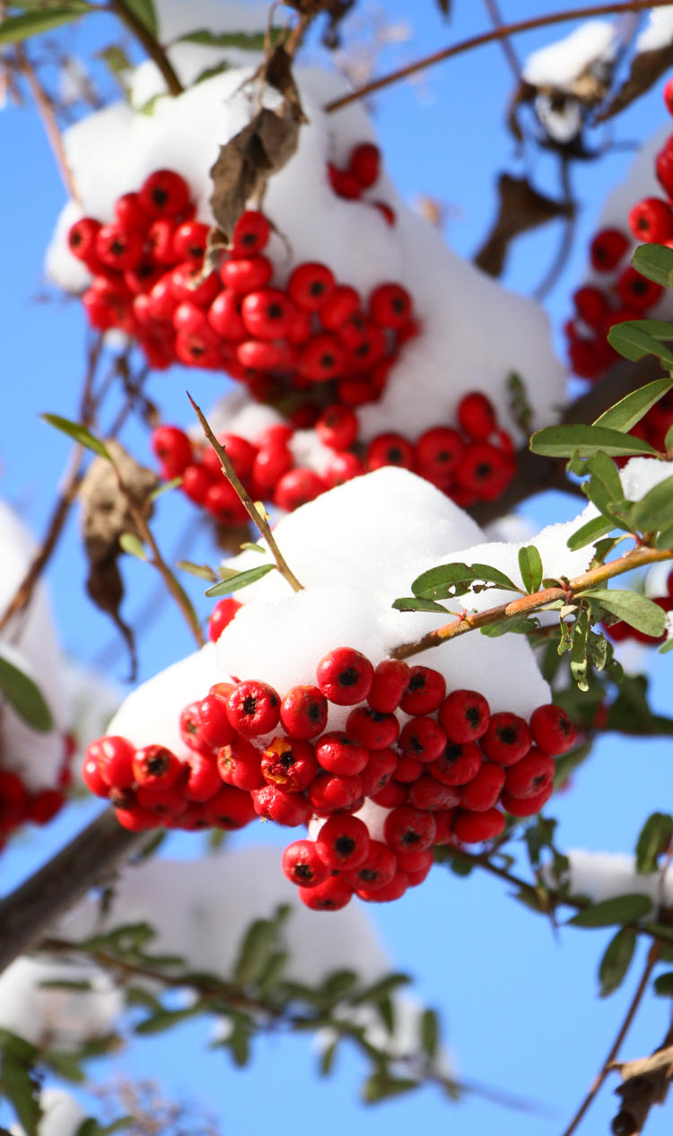 unidentified red berries under snow cap