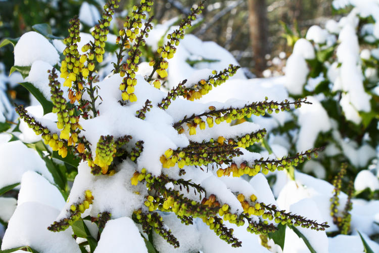 grape holly Mahonia flower spray bursting out from snow cover