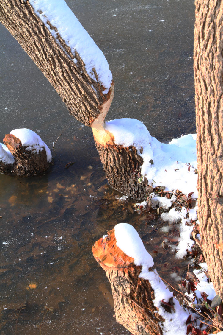 beaver evidence on trees alongside pond