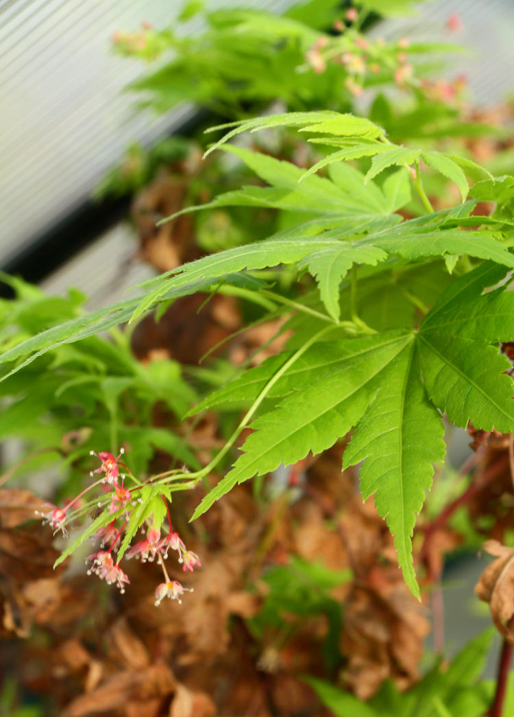 potted Japanese maple leafing out in greenhouse in January