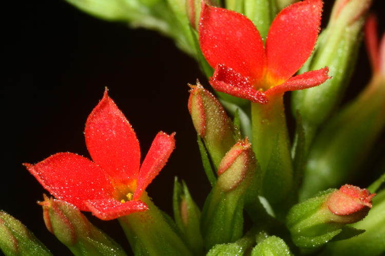 misted flowers of neverdie Kalanchoe crenata