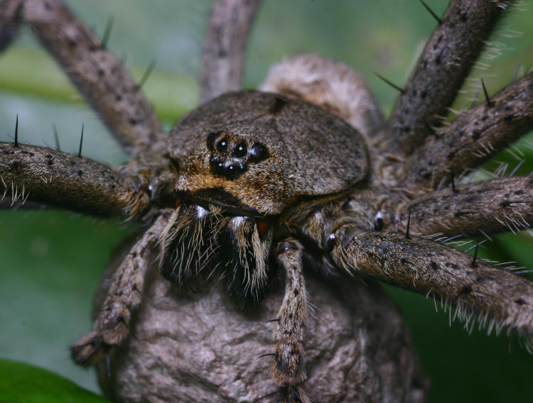 female fishing spider possibly whitebanded fishing spider Dolomedes albineus clutching egg sac