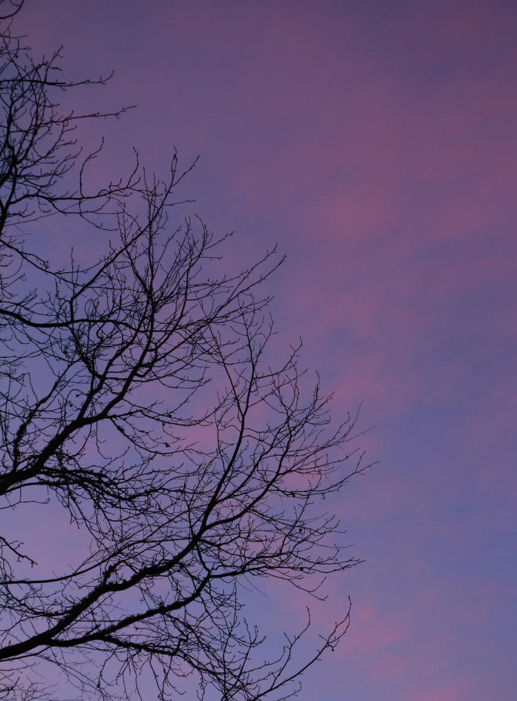 twilight pastels around bare branches