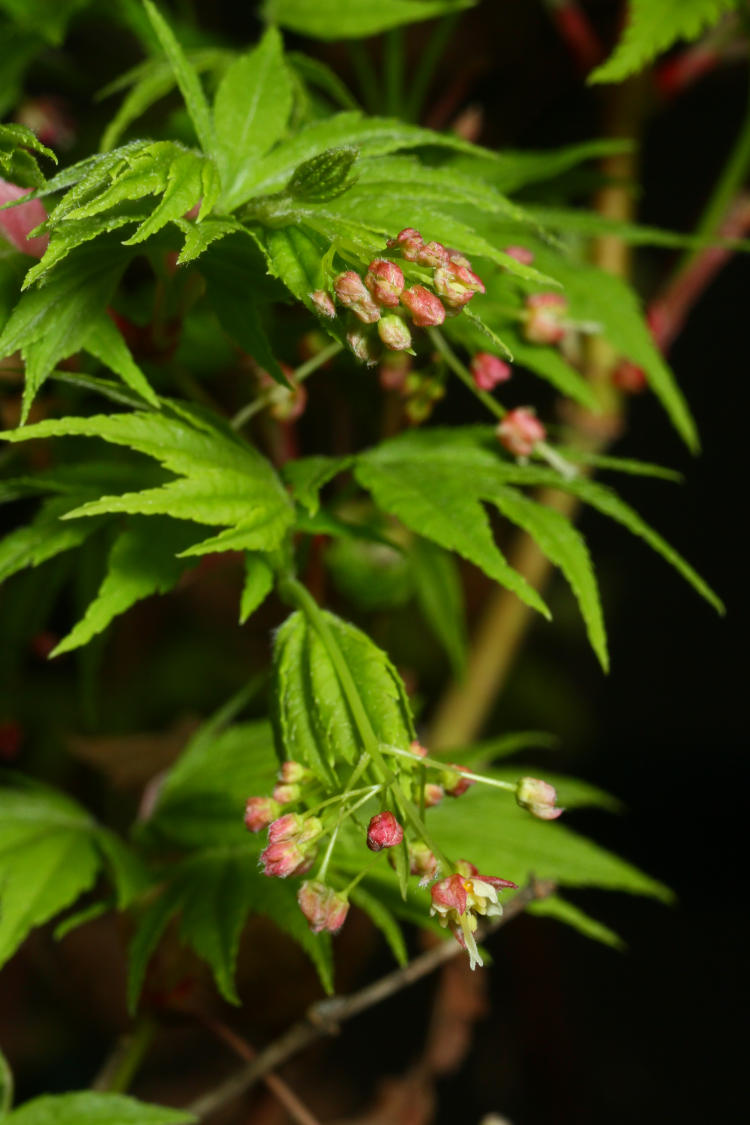 flowers on Japanese maple tree in greenhouse