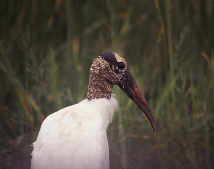 wood stork Mycteria americana shot through car window