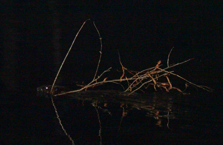 North American beaver Castor canadensis in water dragging branches back to lodge