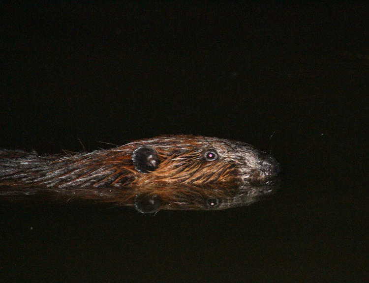 North American beaver Castor canadensis portrait in water
