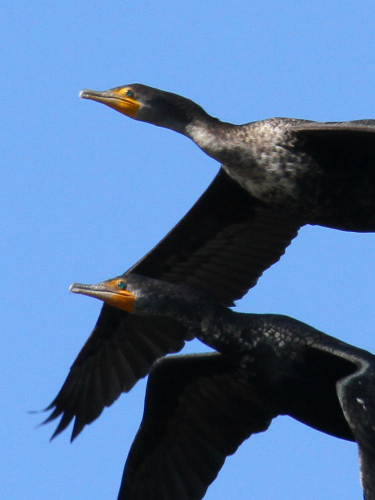 pair of double-crested cormorants Nannopterum auritum cruising past showing green eyes