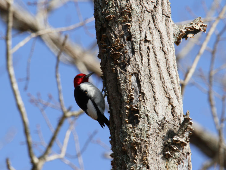 red-headed woodpecker Melanerpes erythrocephalus on trunk