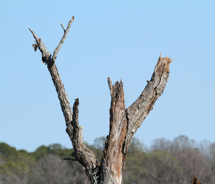 missing osprey Pandion haliaetus nest