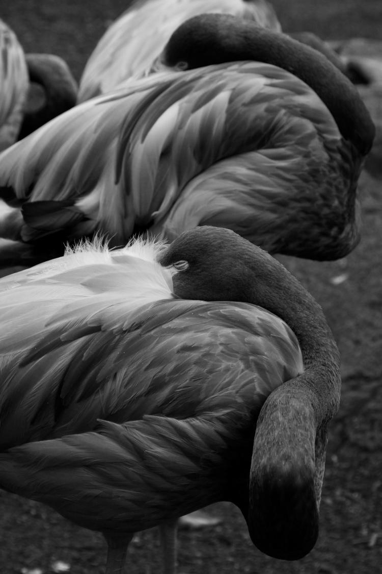 pair of Caribbean flamingos Phoenicopterus ruber in combined Green and Blue channels