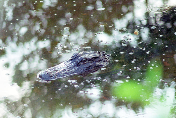 small American  alligator Alligator mississippiensis floating in hidden pool